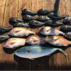 由良海上釣り堀 海人 釣果