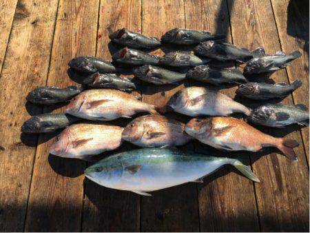 由良海上釣り堀 海人 釣果