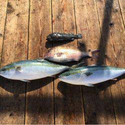 由良海上釣り堀 海人 釣果