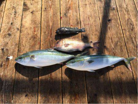 由良海上釣り堀 海人 釣果