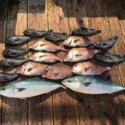 由良海上釣り堀 海人 釣果