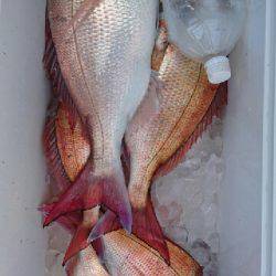 第三むつりょう丸 釣果