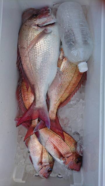 第三むつりょう丸 釣果