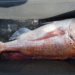 第三むつりょう丸 釣果