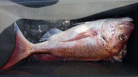 第三むつりょう丸 釣果