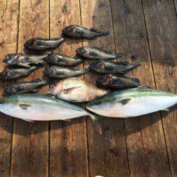 由良海上釣り堀 海人 釣果