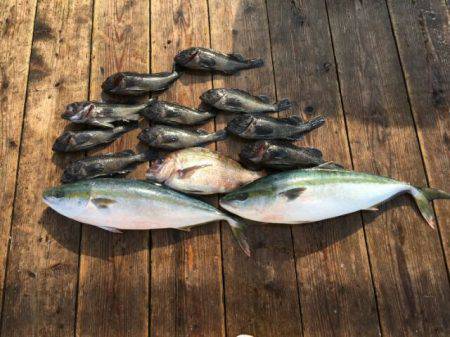 由良海上釣り堀 海人 釣果