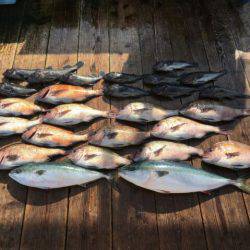 由良海上釣り堀 海人 釣果