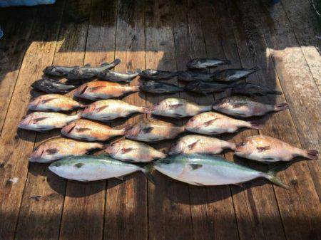 由良海上釣り堀 海人 釣果