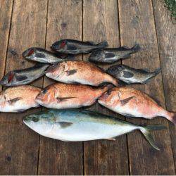 由良海上釣り堀 海人 釣果