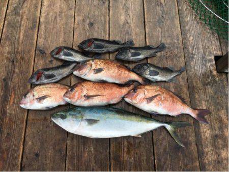 由良海上釣り堀 海人 釣果