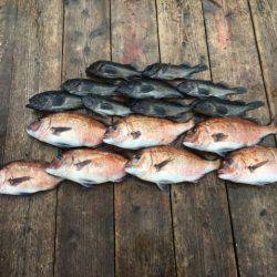 由良海上釣り堀 海人 釣果