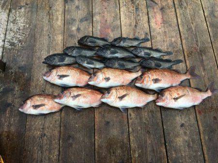 由良海上釣り堀 海人 釣果