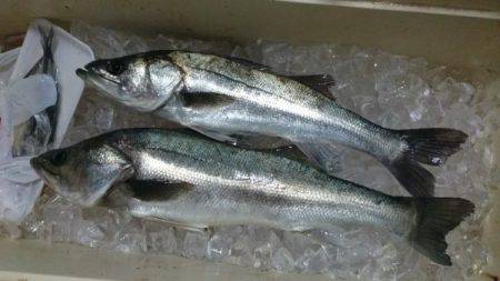 釣り船武蔵 釣果