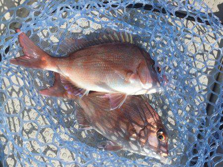 Fisherman Dreams DI 釣…