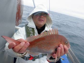 鯛紅丸 釣果