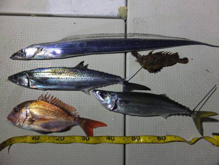 Hit Rush(ヒット ラッシュ） 釣果…