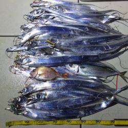 Hit Rush(ヒット ラッシュ） 釣果