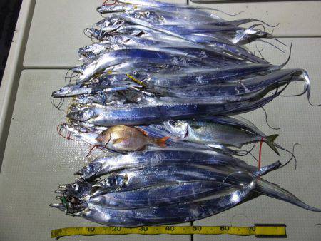 Hit Rush(ヒット ラッシュ） 釣果…