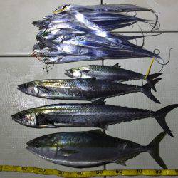 Hit Rush(ヒット ラッシュ） 釣果