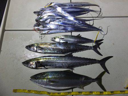 Hit Rush(ヒット ラッシュ） 釣果…