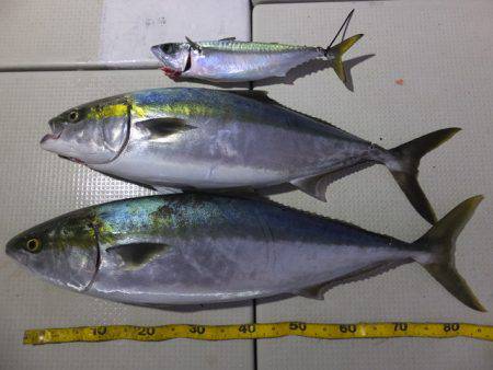 Hit Rush(ヒット ラッシュ） 釣果…