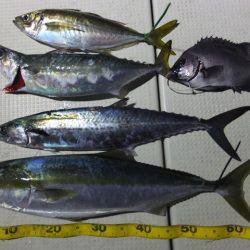 Hit Rush(ヒット ラッシュ) 釣果