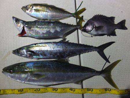 Hit Rush(ヒット ラッシュ） 釣果…