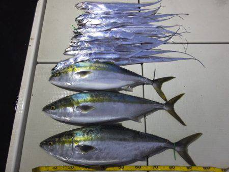 Hit Rush(ヒット ラッシュ） 釣果