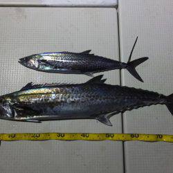 Hit Rush(ヒット ラッシュ） 釣果