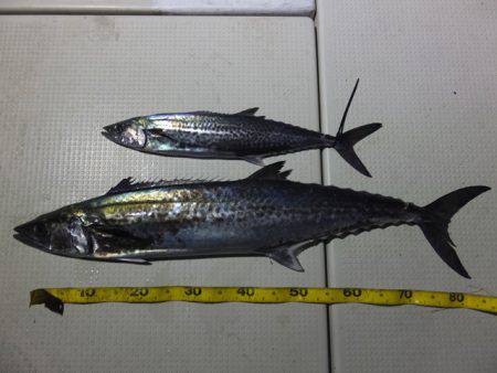 Hit Rush(ヒット ラッシュ） 釣果…