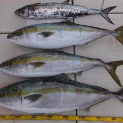 Hit Rush(ヒット ラッシュ) 釣果