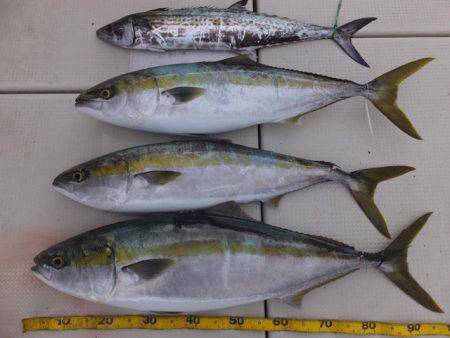 Hit Rush(ヒット ラッシュ) 釣果