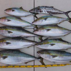 Hit Rush(ヒット ラッシュ) 釣果