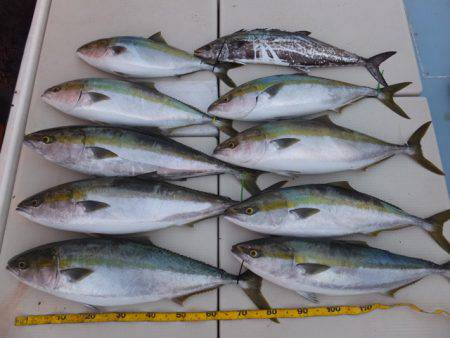 Hit Rush(ヒット ラッシュ) 釣果