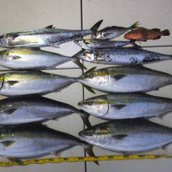 Hit Rush(ヒット ラッシュ） 釣果