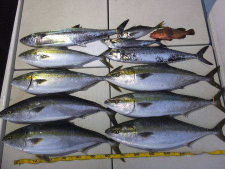 Hit Rush(ヒット ラッシュ） 釣果…