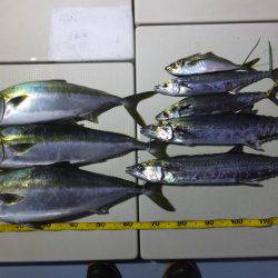 Hit Rush(ヒット ラッシュ） 釣果