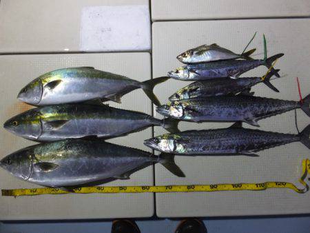 Hit Rush(ヒット ラッシュ） 釣果…