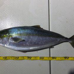 Hit Rush(ヒット ラッシュ） 釣果