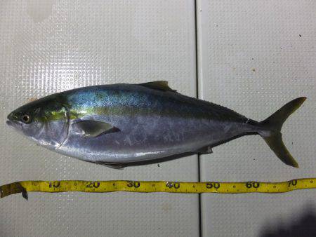 Hit Rush(ヒット ラッシュ） 釣果…