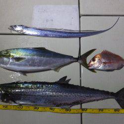 Hit Rush(ヒット ラッシュ) 釣果