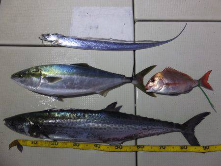 Hit Rush(ヒット ラッシュ） 釣果…