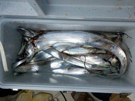 遊漁船　ニライカナイ 釣果