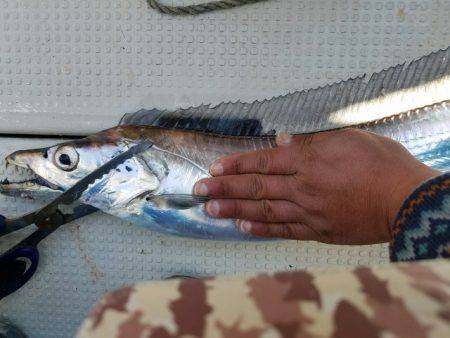 遊漁船　ニライカナイ 釣果