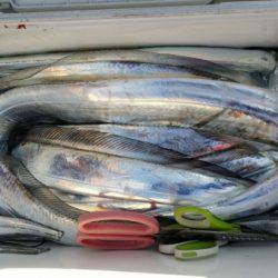 オーフリー 釣果