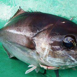 第三むつりょう丸 釣果