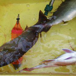 第三むつりょう丸 釣果