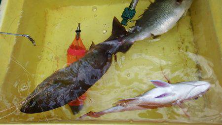 第三むつりょう丸 釣果