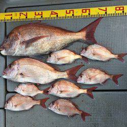 sea boss　シーボス 釣果